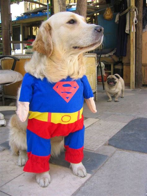 Funny Pet Costumes | Amazing Creatures