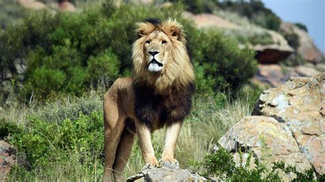 Volunteer Work with Lions in South Africa, LIONSROCK Lion Sanctuary, Oyster Worldwide