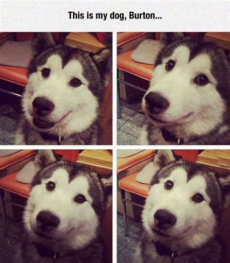 40 Pictures of Cute and Funny Husky Facial Expressions - Tail and Fur