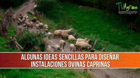 Ideas Para Dise Ar Instalaciones Ovino Caprinas Tvagro Por Juan