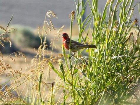 Finches | Animals, Photography, Bird