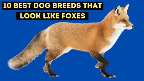 What Dogs Look Like Foxes