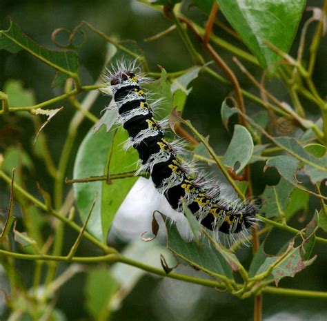 Flora of Mozambique: Insect details: individual images: Cirina forda image1