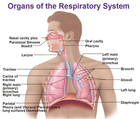 Respiratory System - The human body