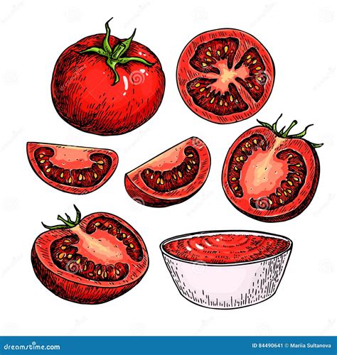 Tomato Vector Drawing Set Isolated Tomato Sliced Piece And Tomato