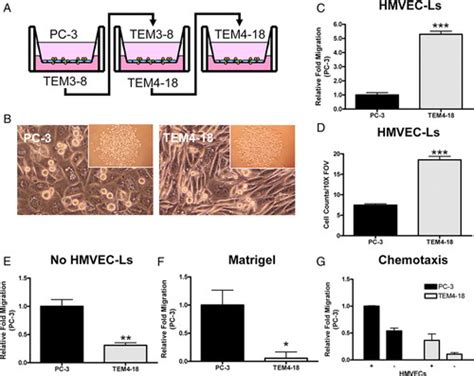 Zeb1 Enhances Transendothelial Migration And Represses The Epithelial Phenotype Of Prostate