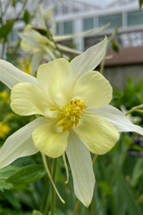 Buy Kirigami Yellow Columbine Free Shipping Wilson Bros Gardens