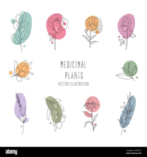 Conjunto de plantas medicinales línea art contorno Imagen Vector de