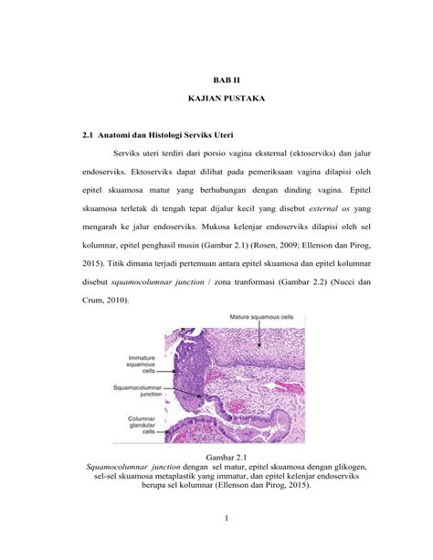 Bab Ii Kajian Pustaka Anatomi Dan Histologi Serviks