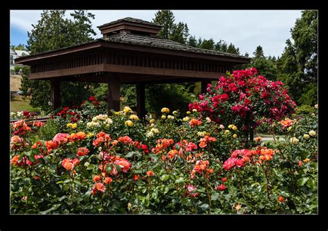 Rose Garden | RobsBlogs