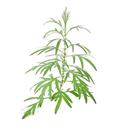 Premium Photo Artemisia Vulgaris L Sweet Wormwood Mugwort Or