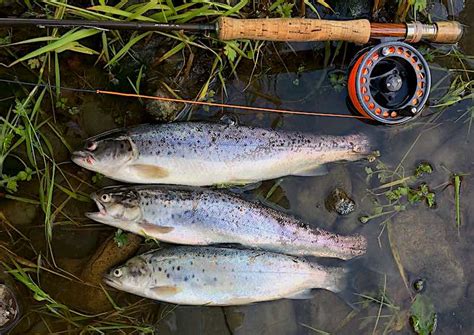 Finally The First Welsh Dee Sea Trout Of The Year