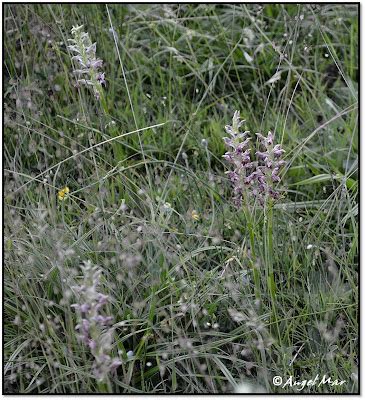 Orqu Deas Blog De Angel Mar Herorchis Coriophora Subsp Fragrans