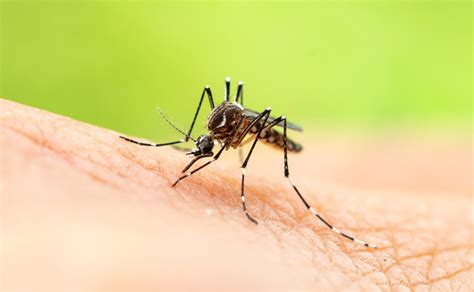 Mosquitoes The Most Dangerous Insect On The Planet Orbus