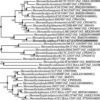 Maximum Likelihood Phylogenetic Tree Based On Oc Sequences Showing