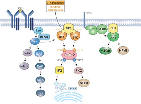 Bruton's Tyrosine Kinase — Taylor Lab