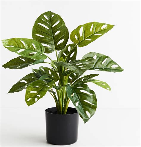 Artificial Monstera Adan Plant 53cm Desflora