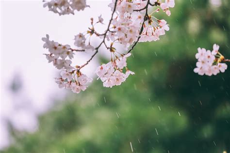 Cherry Blossoms In The Rain 1080p 2k 4k 5k Hd Wallpapers Free