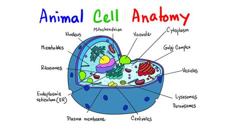 Animal Cell Diagram Images – Browse 35,705 Stock Photos, Vectors, and ...