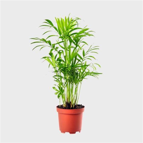 Chamaedorea Elegans Palmier De Montagne Cm Plantes Addict