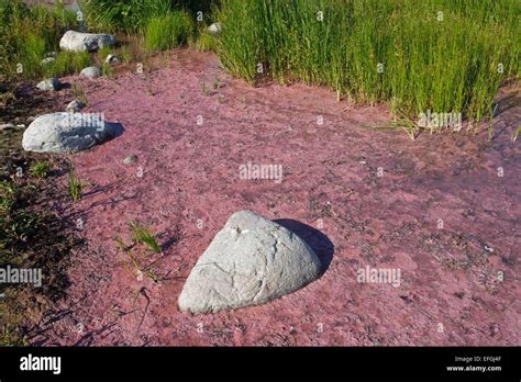 Purple sulfur bacteria in the nature reserve Husrygg in southwestern ...