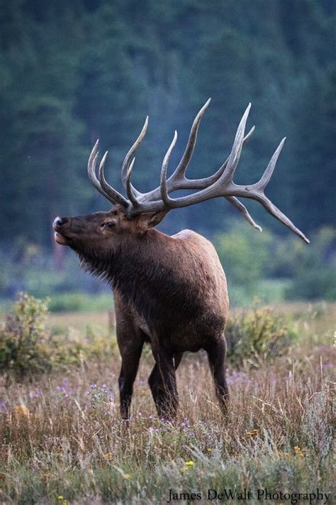 Bull Elk with Majestic Antlers