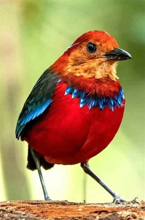 Pin By Jo O Andrade On Belezas Da Natureza Beautiful Birds Most