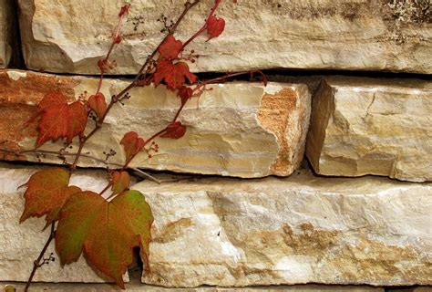 Free Images Tree Rock Branch Wood Texture Leaf Trunk Old