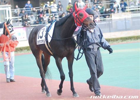 ショウナンマキシム Shonan Maxim 競走馬データ Netkeiba