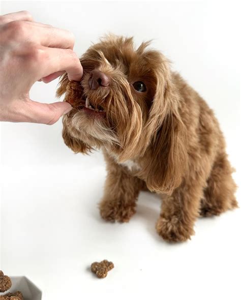 how to get chocolate out of the couch 1