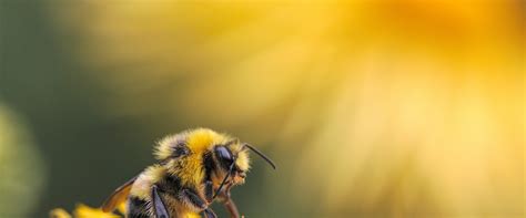 Solitary Bees: A Comprehensive Overview