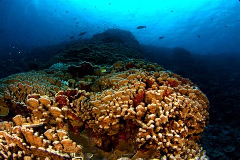 Healthy Coral Reef 1 Of 2 [image] Eurekalert Science News Releases