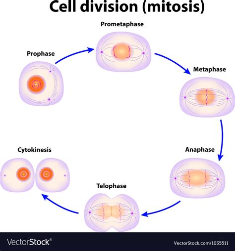 Stages Of Mitosis Vector Illustration Diagram Stock Vector Images And