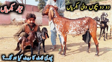 Baccho Wali Bakriyan Tiyre Bakriyan Desi Bakriyan Ki Laat Goat Farming