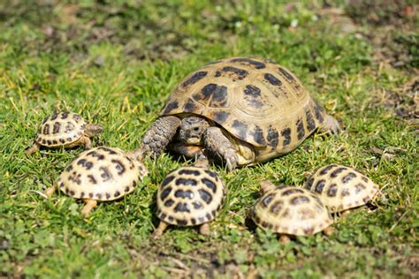 ¿cómo Se Reproducen Las Tortugas Mis Animales