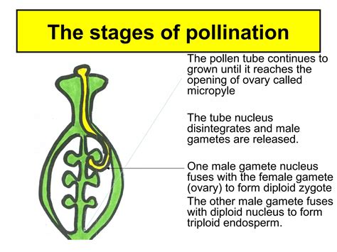 The stages-of-fertilisation-in-a-flowering-plant | PPT