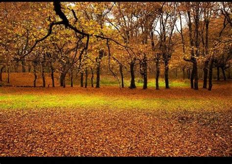 Il Foliage Al Bosco WWF Di Vanzago LegnanoNews