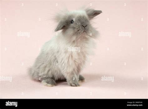 RABBIT - Dwarf rabbit Stock Photo - Alamy