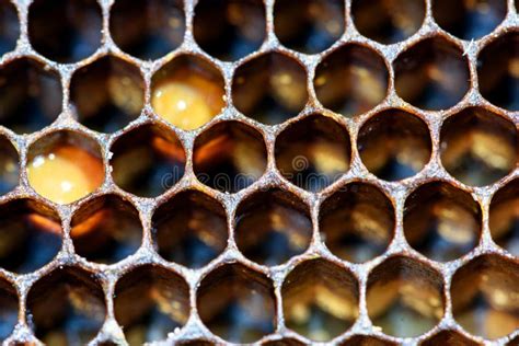 Macro Bee Hive Honeycomb Interior Pattern Stock Image - Image of ...