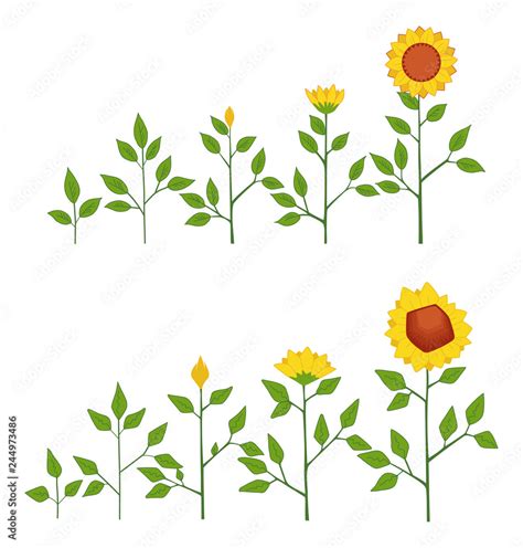 Sunflower Plant Stages