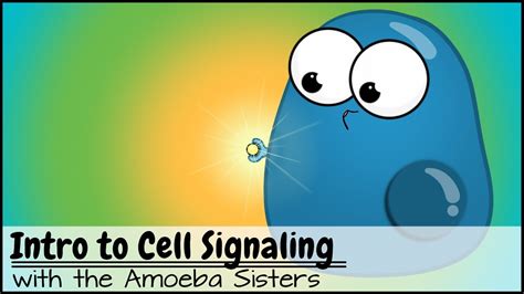 Cell Signaling Animation