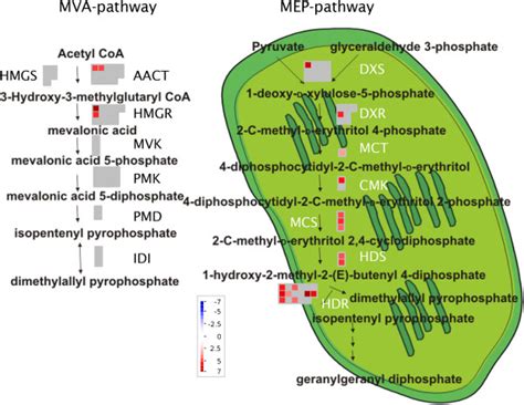 Differentially Expressed Mva And Mep Pathway Genes In Glandular And Download Scientific Diagram