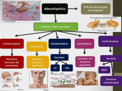 El Blog De Fisiologia De Israel Aramburo Lucas Adenohipofisis O Hipofisis Anterior En Este