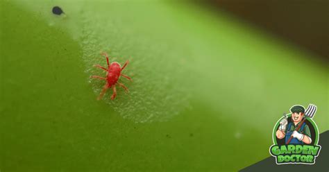 Chiggers in the UK: Tiny Harvest Mites with Irritating Bites – Garden Doctor