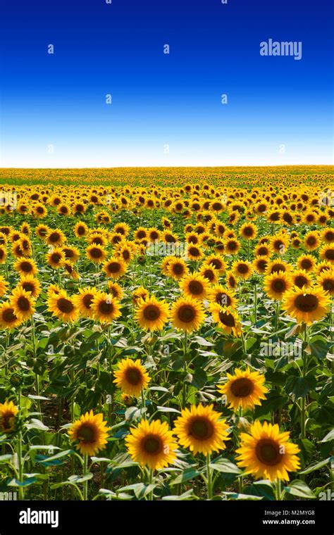 Sunflower field background Stock Photo - Alamy