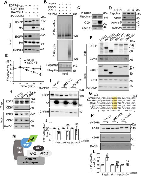 APC C CDH1 Targets RepoMan For Proteasomal Degradation At The Mitotic