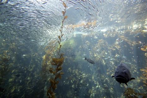 Pacific Ocean Kelp Forest stock image. Image of scuba - 28300539