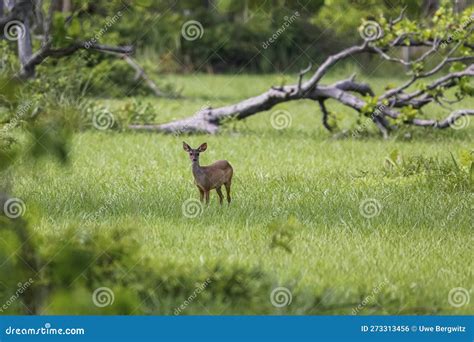 Red Brocket Deer in Distance in Green Grass, Pantanal Wetlands, Mato ...