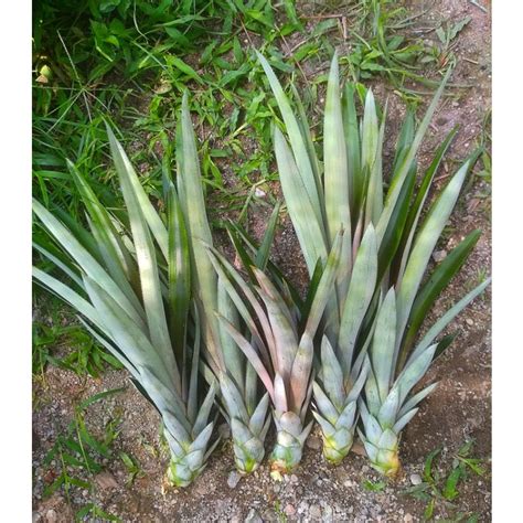 Organic Pineapple Seedlings∼yankee20 Seedlingspack Anak Pokok Nenas