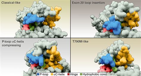 Classifying EGFR Mutations By Structure And Function Offers